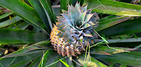 Pine apple